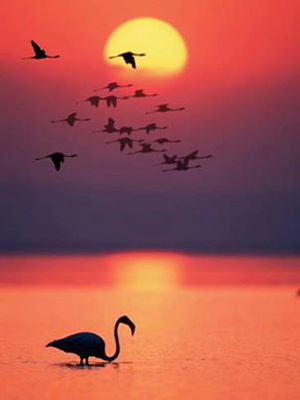Geese flying over the setting sun